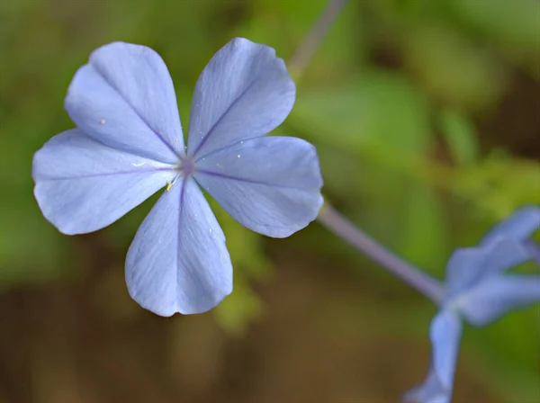 Closeup Roxo Violeta Pétalas Plumbago Auriculata Plantas Flores Plumbago Capa — Fotografia de Stock