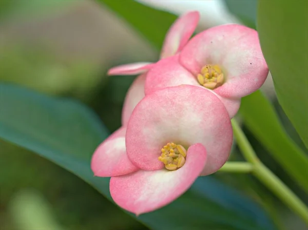 Gros Plans Pétales Roses Couronne Épines Fleurs Plantes Dans Jardin — Photo