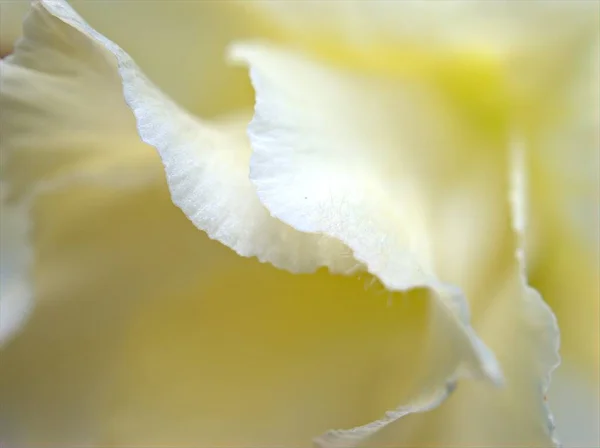 Крупный План Белые Желтые Лепестки Пустыни Розовый Цветок Размытым Фоном — стоковое фото