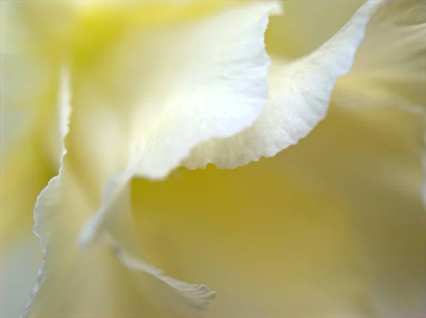 Closeup White Yellow Petals Desert Rose Flower Blurred Background Macro — Stock Photo, Image