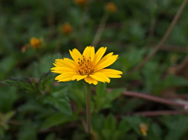 Zbliżenie Żółte Roślin Sphagneticola Kwiat Ogrodzie Rozmytym Tle Makro Obraz — Zdjęcie stockowe