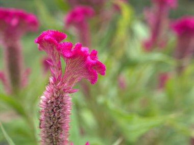 Yakın plan pembe Bunga jangger (celosia argentea cristata) bahçede çiçek bitkileri yumuşak odaklı ve bulanık arka plan, makro görüntü, kart tasarımı için tatlı renk