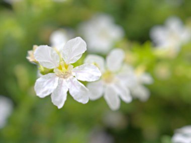 Bahçede yumuşak odaklı ve yeşil bulanık arkaplan, makro görüntü, kart tasarımı için tatlı renk