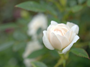 Damask gül çiçeklerinin kapalı pembe taç yaprakları arka planda bulanık arka plan, makro görüntü, kart tasarımı için tatlı renk