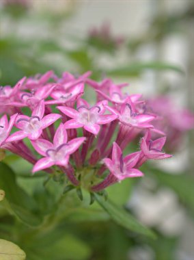 Pentas çiçeklerinin pembe taç yapraklarına yakın plan bulanık arka plan, makro görüntü, tatlı renk, kart tasarımı için yumuşak odak