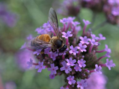 Bal arısı ve renkli arka plan, makro görüntü, tatlı renk, yumuşak odak ile bahçedeki yakın plan mor mine (yaygın mine çiçeği) çiçekleri