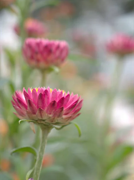 Gros Plans Pétales Roses Fleurs Paille Everlasting Plantes Dans Jardin — Photo