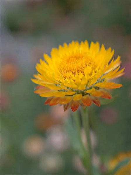 Zbliżenie Żółte Płatki Słomy Kwiat Everlasting Kwiaty Roślin Ogrodzie Jasnym — Zdjęcie stockowe