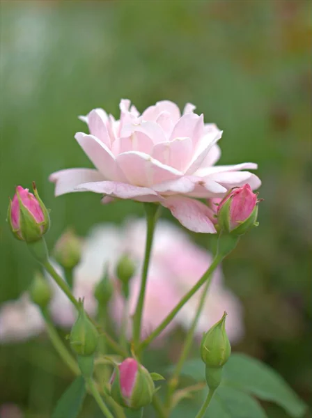 緑の背景 マクロ画像 甘い色 カードデザインのための柔らかい焦点をぼかした庭のバラのボニカ 低木のバラ 花の植物の白いピンクの花びらを閉じます — ストック写真