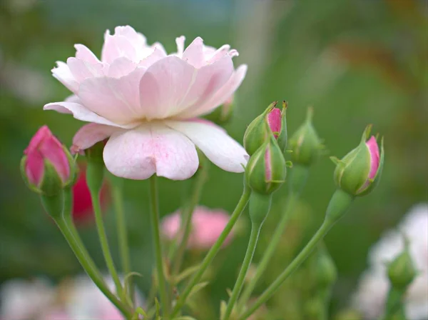 緑の背景 マクロ画像 甘い色 カードデザインのための柔らかい焦点をぼかした庭のバラのボニカ 低木のバラ 花の植物の白いピンクの花びらを閉じます — ストック写真