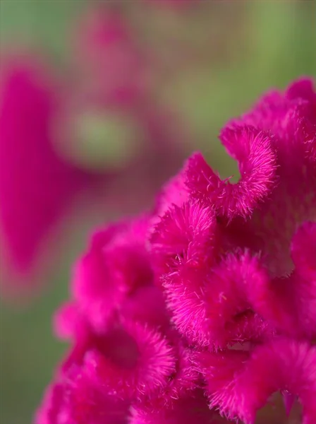 Closeup Rosa Bunga Jangger Celosia Argentea Cristata Plantas Flores Jardim — Fotografia de Stock