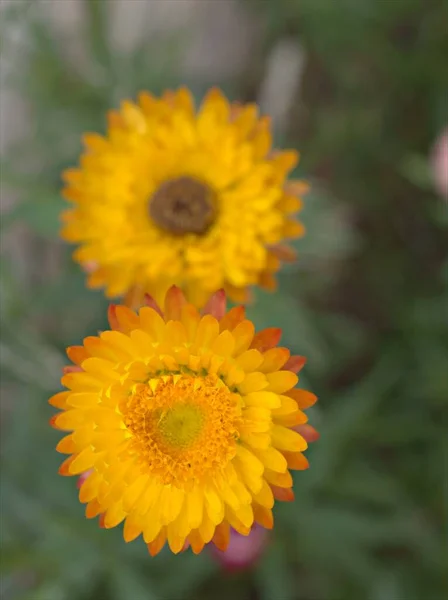 Detailní Žluté Okvětní Lístky Slámy Květiny Věčné Květiny Rostliny Zahradě — Stock fotografie