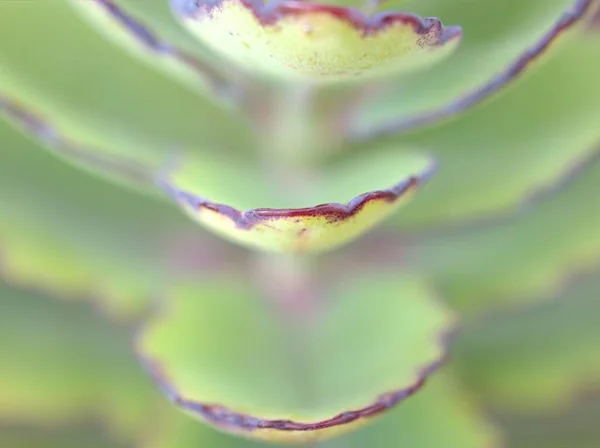柔らかい焦点と明るいぼやけた背景を持つ多肉植物の緑の葉を閉じる マクロ画像 甘い色 カードのデザインのための自然葉 — ストック写真