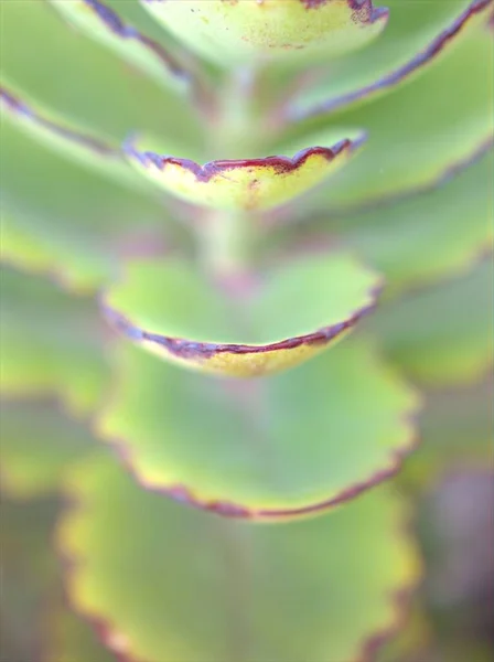 Detailní Zelený List Šťavnaté Rostliny Měkkým Ostřením Jasně Rozmazaným Pozadím — Stock fotografie