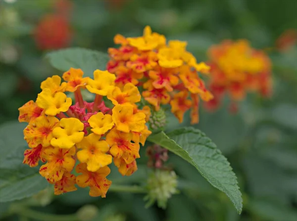 Closeup Amarelo Laranja Lantana Camara Rosa Flores Plantas Jardim Com — Fotografia de Stock