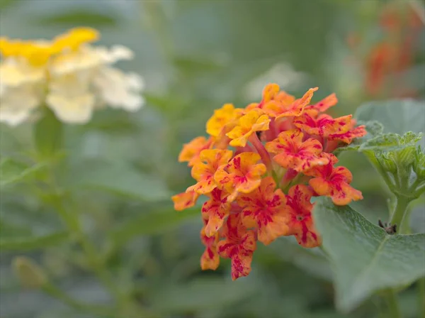 클로즈업노란 오렌지 란타나 카마라 매크로 이미지 디자인에 부드러운 초점이 정원에 — 스톡 사진