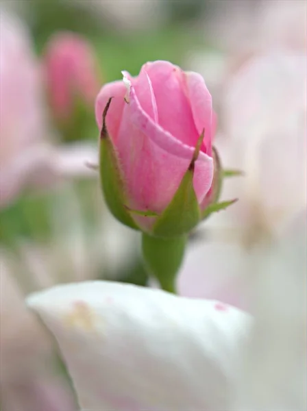 背景がぼやけている庭のダマスクバラの花の植物の白いピンクの花びらを閉じ マクロ画像 カードデザインのための甘い色 — ストック写真