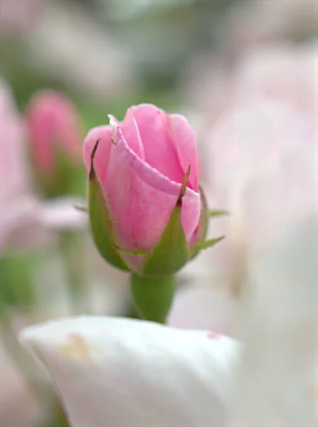 背景がぼやけている庭のダマスクバラの花の植物の白いピンクの花びらを閉じ マクロ画像 カードデザインのための甘い色 — ストック写真