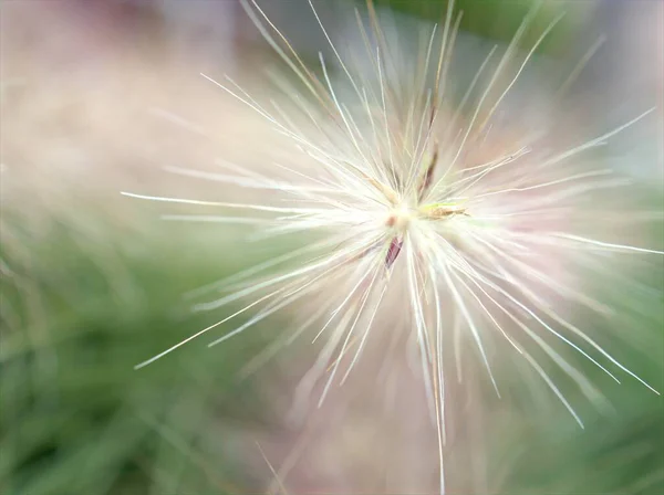 Macro Primo Piano Bianco Pennisetum Desho Erba Pedicellatum Giardino Con — Foto Stock