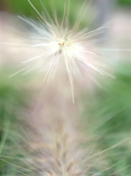 Gros Plan Macro Blanc Pennisetum Desho Herbe Pedicellatum Dans Jardin — Photo