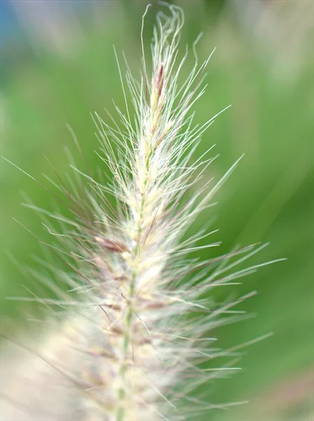 Closeup Macro White Pennisetum Desho Grass Pedicellatum Garden Soft Focus — Stock Photo, Image