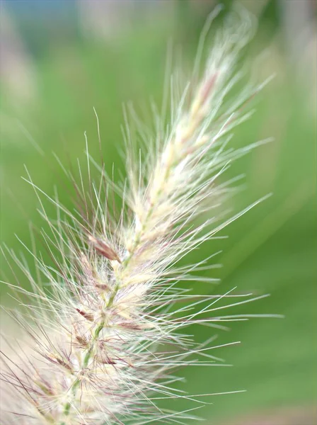 Closeup Macro Λευκό Pennisetum Desho Γρασίδι Pedicellatum Στον Κήπο Απαλή — Φωτογραφία Αρχείου
