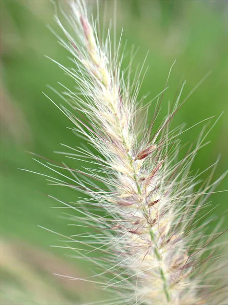 Closeup Macro White Pennisetum Desho Grass Pedicellatum Garden Soft Focus — Stock Photo, Image