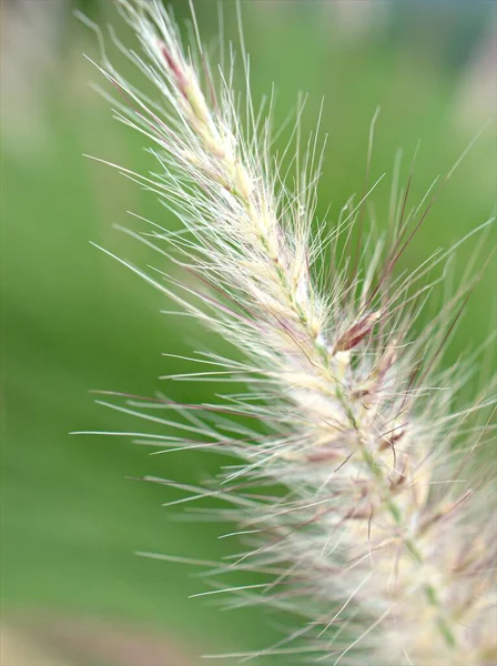 Zbliżenie Makro Biała Trawa Pennisetum Desho Pedicellatum Ogrodzie Miękkim Ostrością — Zdjęcie stockowe