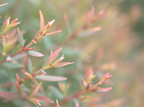 Closeup Macro Pink Ellwood Gold Leaf Chamaecyparis Lawoniana Garden Soft — Stock Photo, Image
