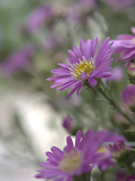 Płatki Zbliżeniowe Purpurowe Aster Kwiaty Rośliny Ogrodzie Fioletowym Palone Tło — Zdjęcie stockowe