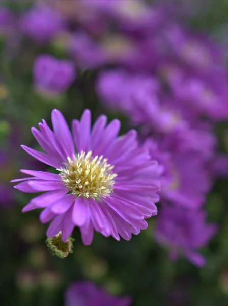 紫色の背景 マクロ画像 甘い色 カードデザインのためのソフトフォーカスを持つ庭の花びら紫色のアスターの花の植物を閉じます — ストック写真