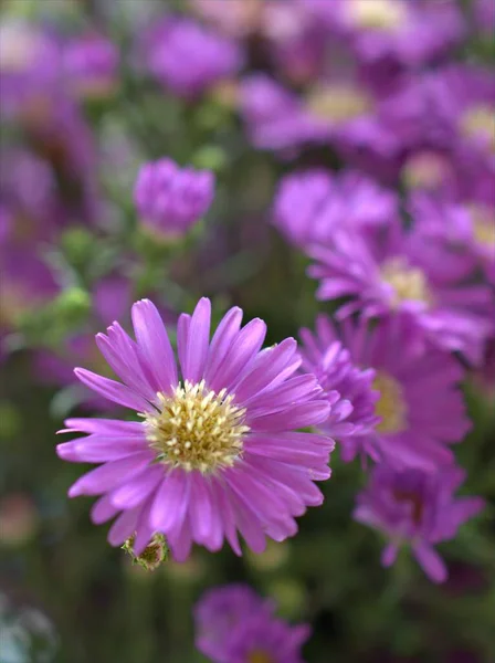 Närbild Kronblad Lila Aster Blommor Växter Trädgården Med Violett Bränd — Stockfoto