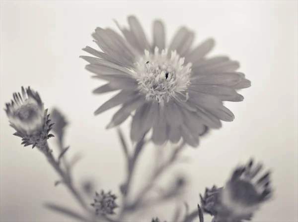 Closeup Aster Λουλούδι Μαύρο Και Άσπρο Φόντο Παλιά Φωτογραφία Στυλ — Φωτογραφία Αρχείου