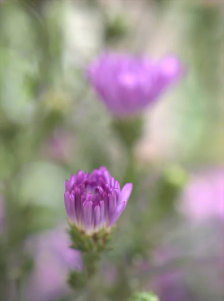 Gros Plans Pétales Pourpre Aster Fleurs Plantes Dans Jardin Avec — Photo