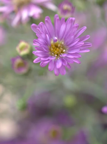 Closeup Petals Purple Aster Flowers Plants Garden Violet Burred Background — Stock Photo, Image