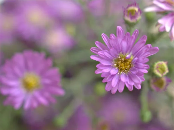 Closeup Petals Purple Aster Flowers Plants Garden Violet Burred Background — Stock Photo, Image