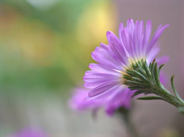 Closeup Petals Purple Aster Flowers Garden Violet Burred Background Macro — Stock Photo, Image