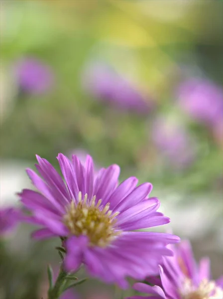 Närbild Kronblad Lila Aster Blommor Trädgården Med Violett Bränd Bakgrund — Stockfoto