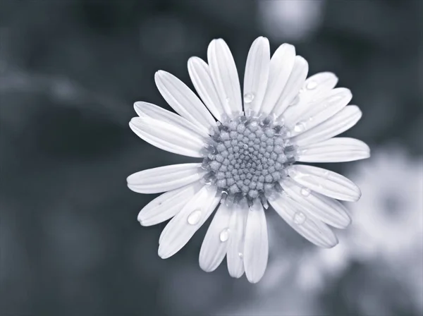 黑白相间的花园中常见的菊花 古色古香的照片 卡片设计中的宏观图像模糊的花朵 — 图库照片