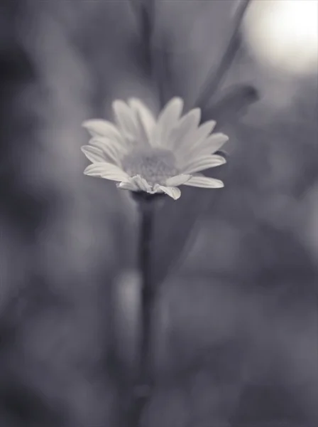 Detailní Bílé Okvětní Lístky Obyčejné Sedmikrásky Květiny Zahradě Černým Bílým — Stock fotografie