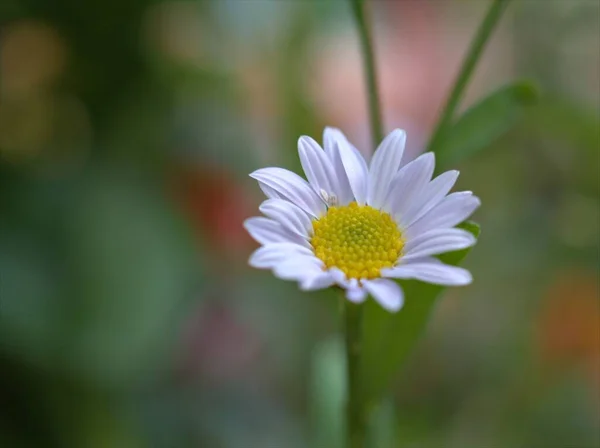 Gros Plan Blanc Marguerite Commune Marguerite Oxeye Fleur Dans Jardin — Photo