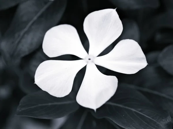 Closeup Λευκά Πέταλα Των Λουλουδιών Periwinkle Madagascar Φυτά Στον Κήπο — Φωτογραφία Αρχείου