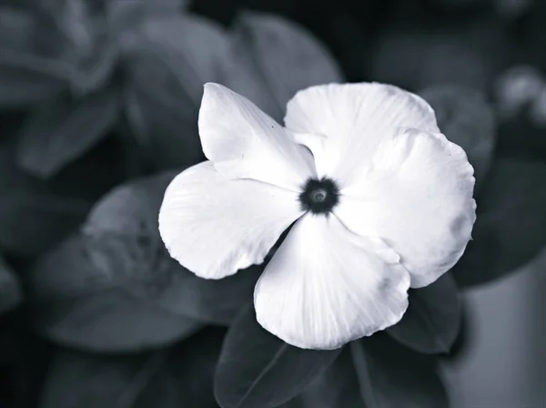 Closeup Λευκά Πέταλα Των Λουλουδιών Periwinkle Madagascar Φυτά Στον Κήπο — Φωτογραφία Αρχείου