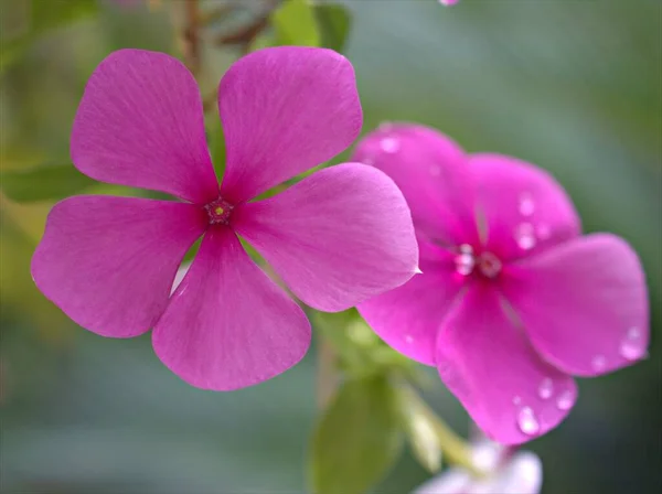 Крупним Планом Рожеві Квіти Мадагаскару Саду Зеленим Розмитим Фоном Макрозображенням — стокове фото
