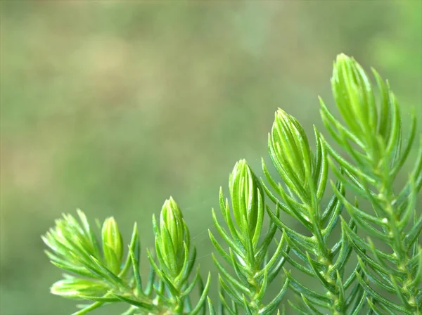 Closeup Green Leaf Pine Tree Green Blurred Background Macro Image — Stock Photo, Image