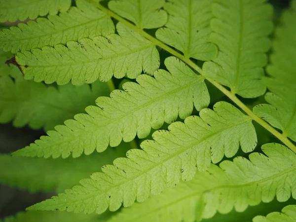 Gros Plan Feuille Verte Fougère Plante Dans Jardin Macro Image — Photo