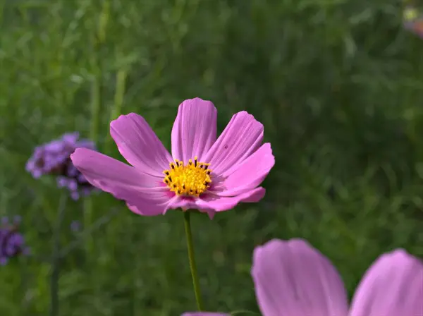 Closeup Rosa Roxo Cosmos Bipinnatus Maxican Aster Flor Jardim Luz — Fotografia de Stock