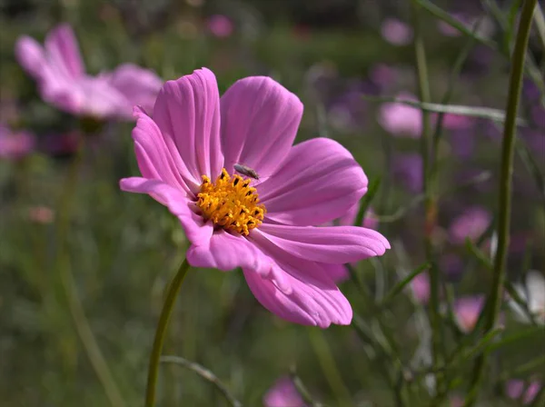 Closeup Rosa Roxo Cosmos Bipinnatus Maxican Aster Flor Jardim Luz — Fotografia de Stock