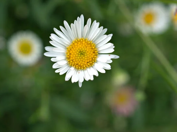 Closeup Branco Rosa Latino Americano Fleabane Flores Plantas Jardim Maxican — Fotografia de Stock