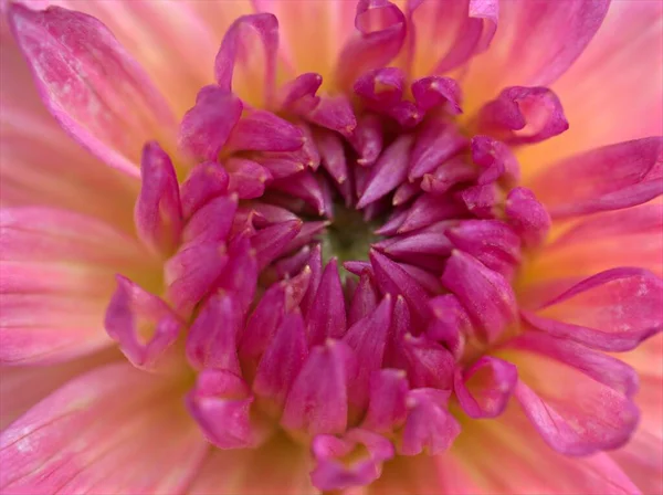 Nahaufnahme Rosa Blütenblätter Von Dahlia Pinnata Chrysantheme Blume Garten Makrobild — Stockfoto